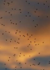 moustiques dans le ciel orangé