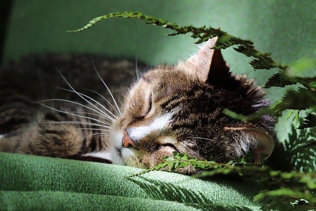 chat tigré qui dort confortablement dans une couverture verte