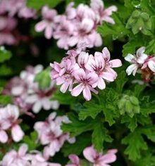 plante anti-moustique - géranimum